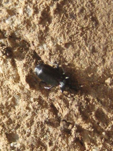 Microlestes