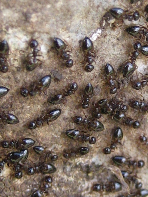 Crematogaster cfr sordidula.