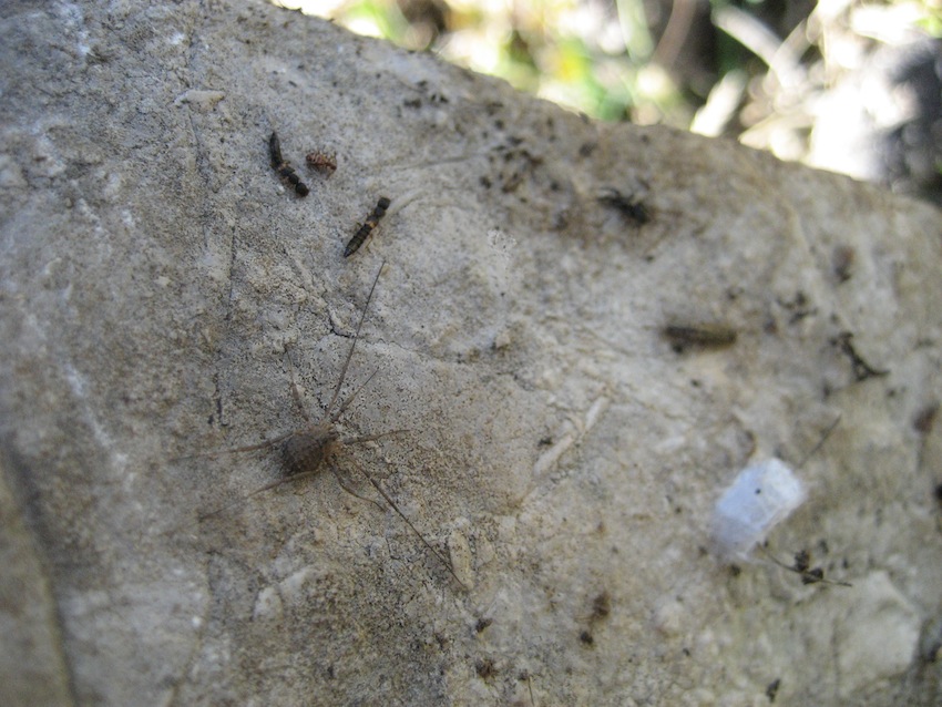 Opilione della Sicilia (PA)