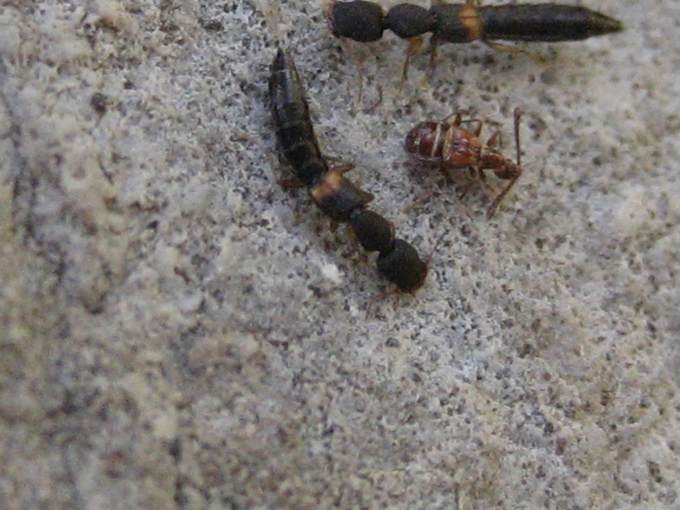mix di Staphilinidaea identificare