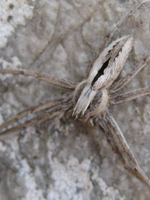 Thanatus sp.