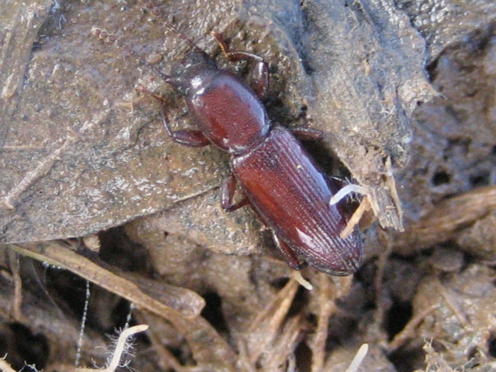 Centorus (Belopus) elongatus ecalcaratus (Tenebrionidae)