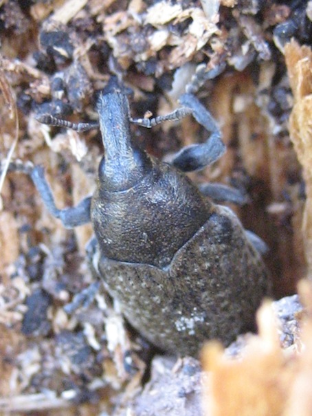 Larinus sp.