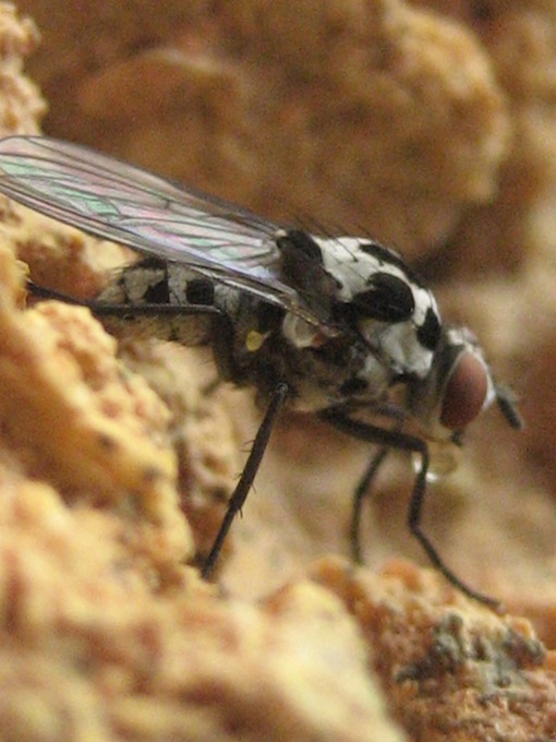 dittero da identificare2