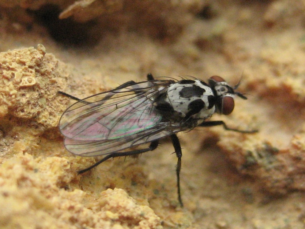 dittero da identificare2