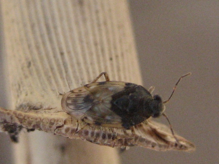 emittero da identificare