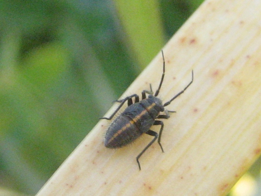 identificazione