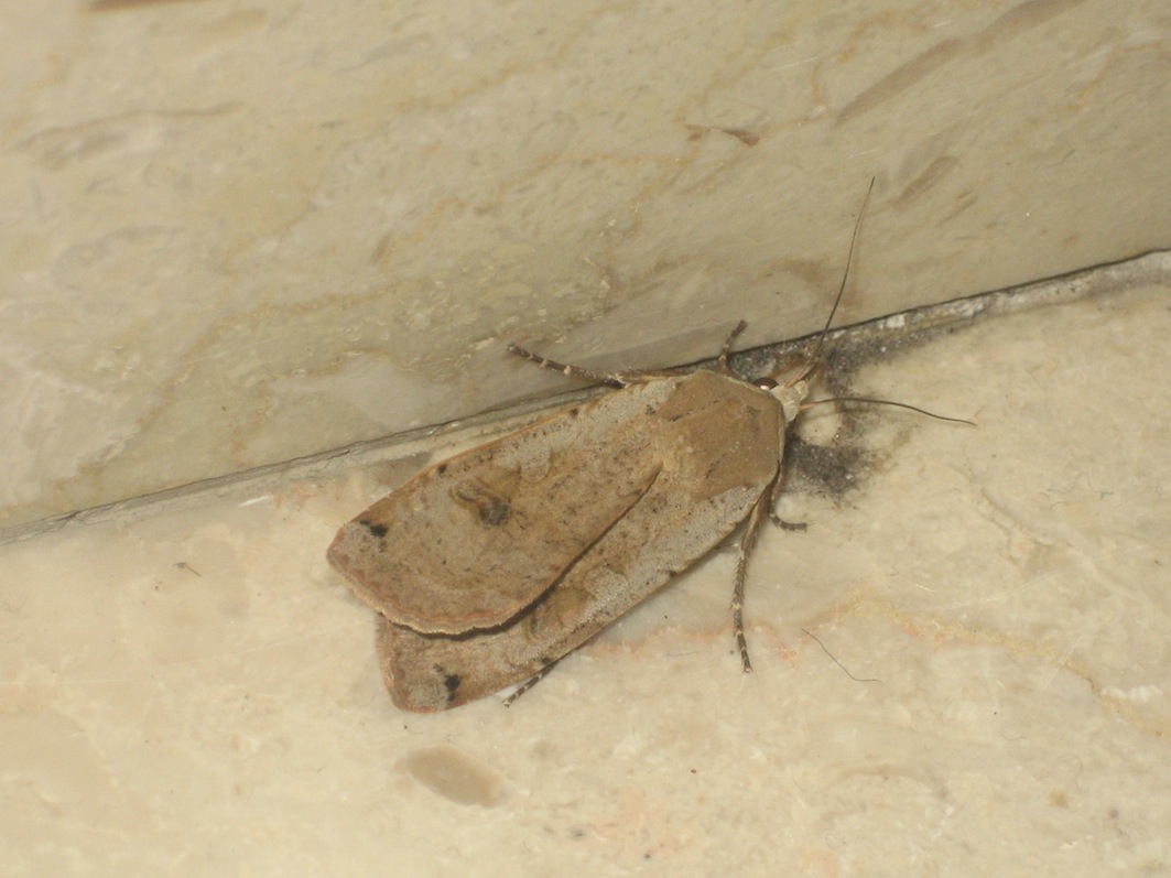 Noctua pronuba?