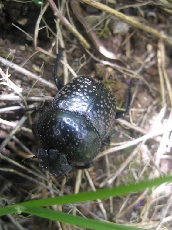 Scarabaeus variolosus