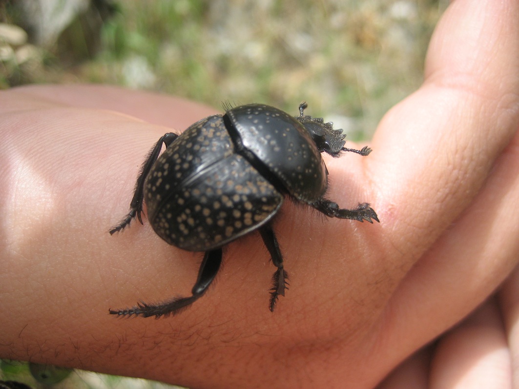 Scarabaeus variolosus