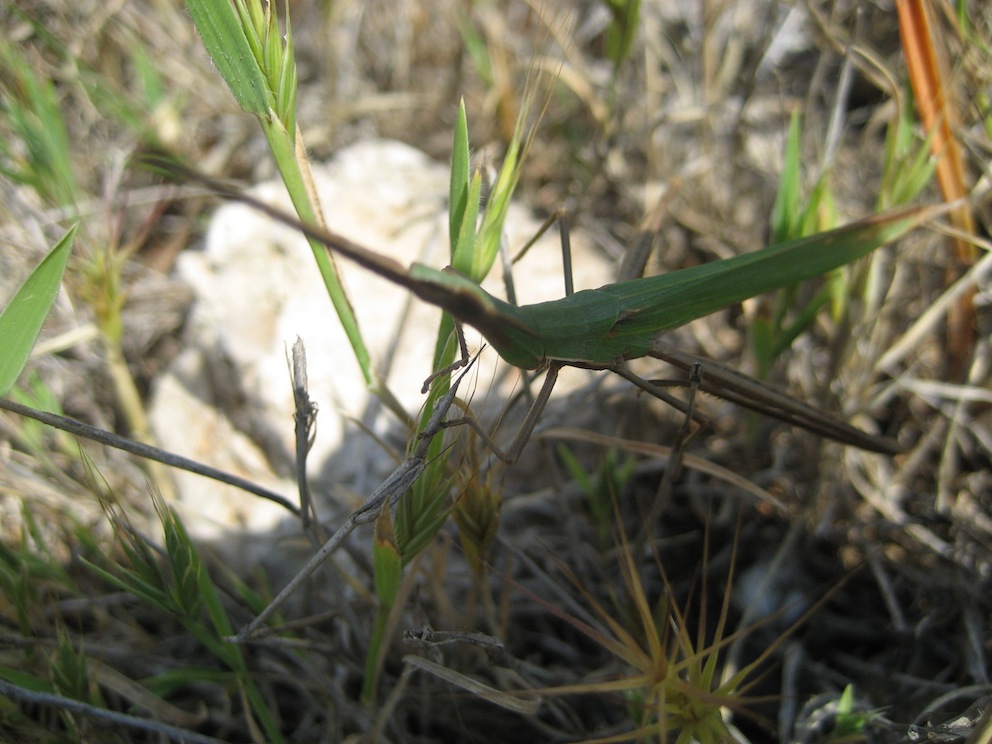 Cavalletta simile ad insetto stecco - Acrida sp.