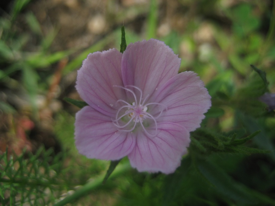 Malva cretica