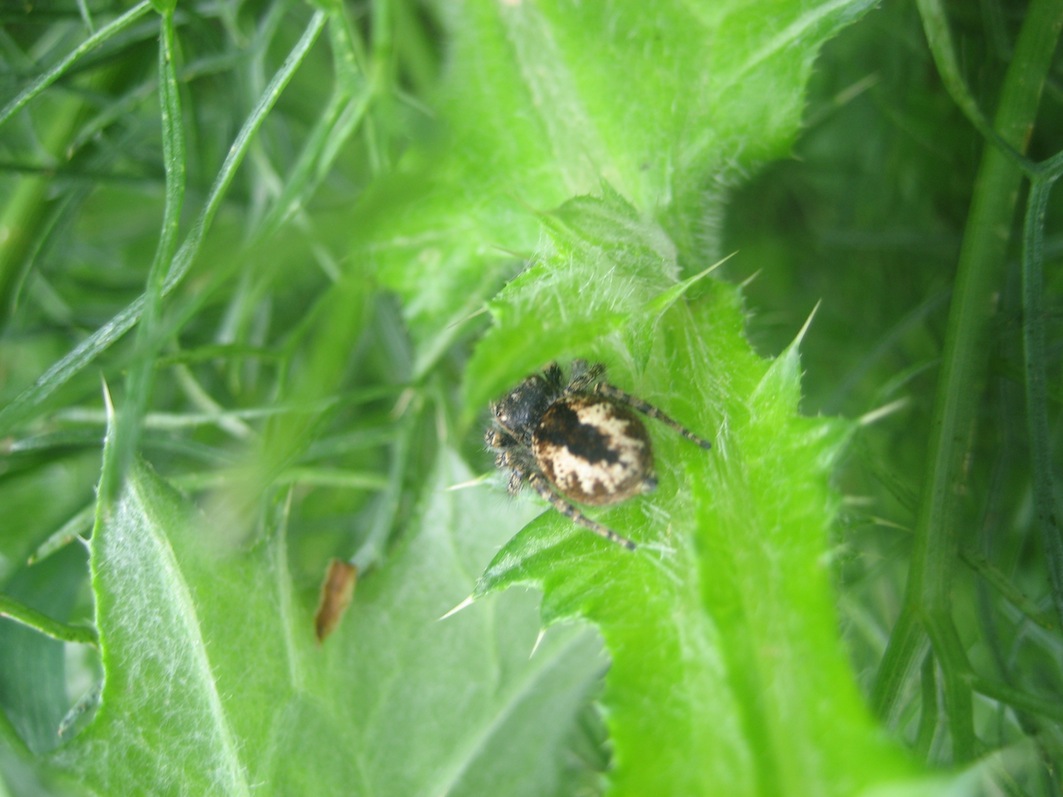 femmina di Philaeus chrysops