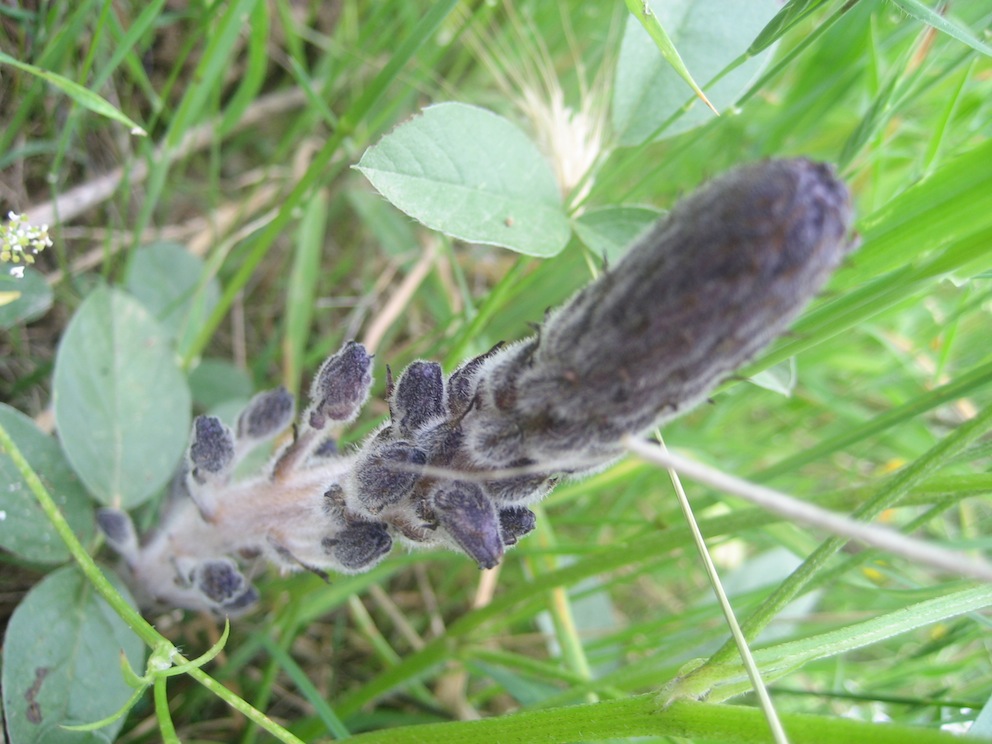 Orobanche lavandulacea / Succiamele della Psoralea