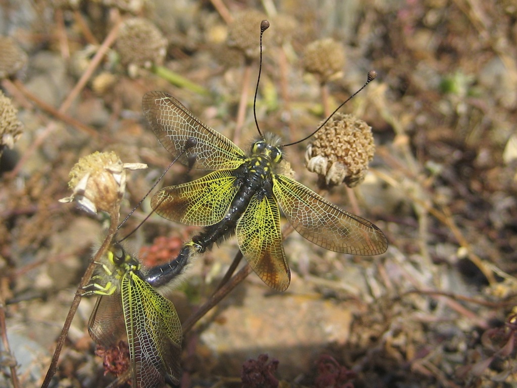 ID - Libelloides siculus