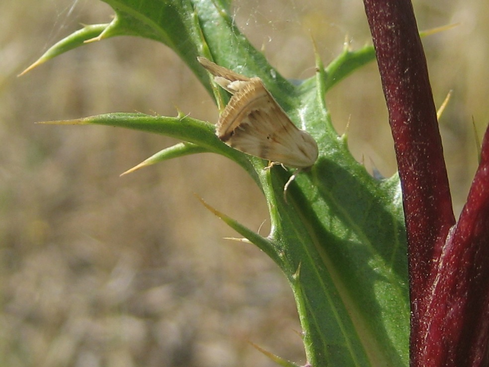 lasiocampidae??
