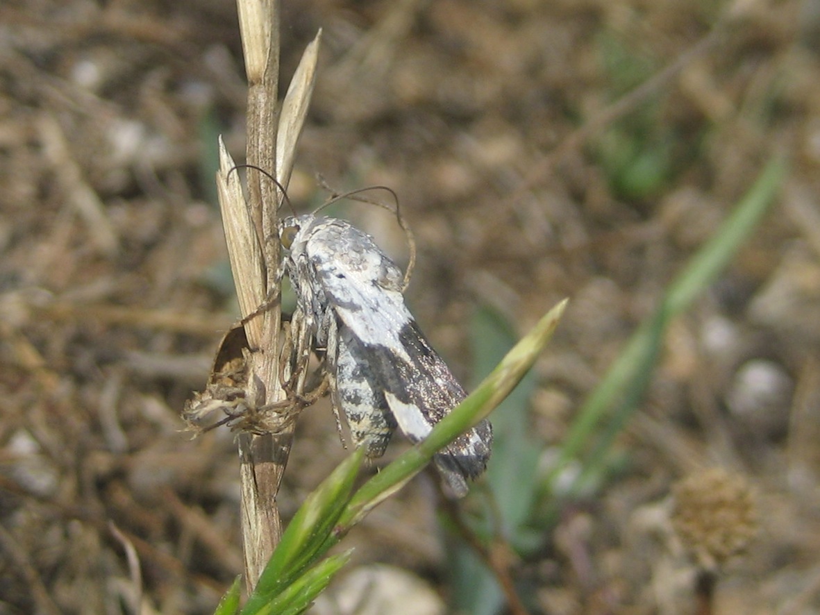 ID
