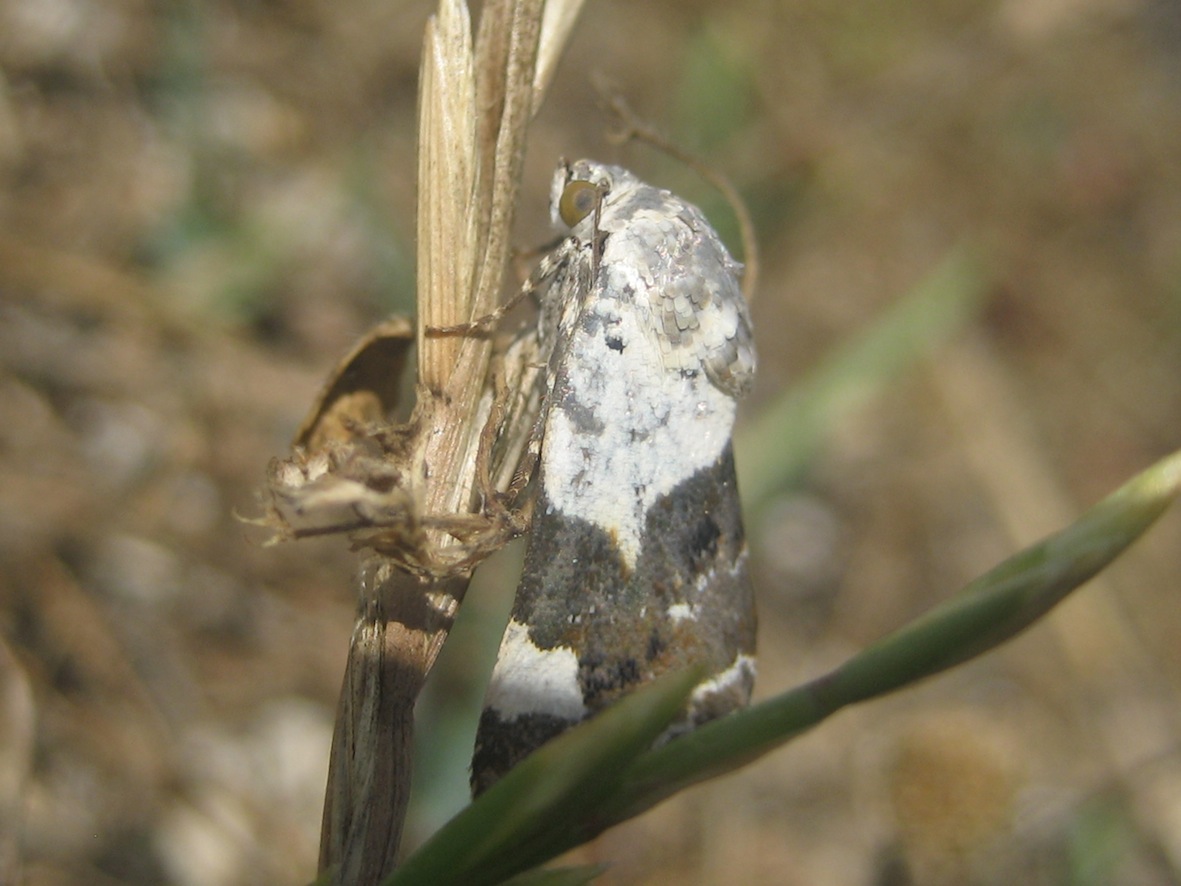 ID