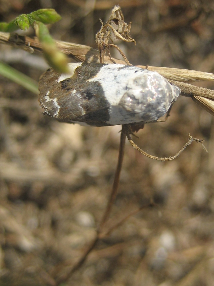 ID