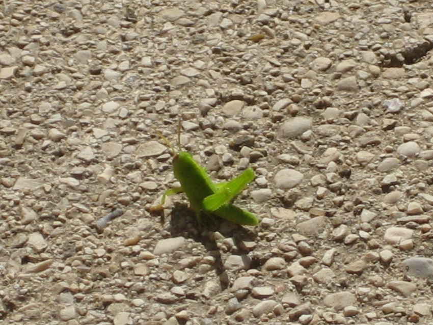 ID