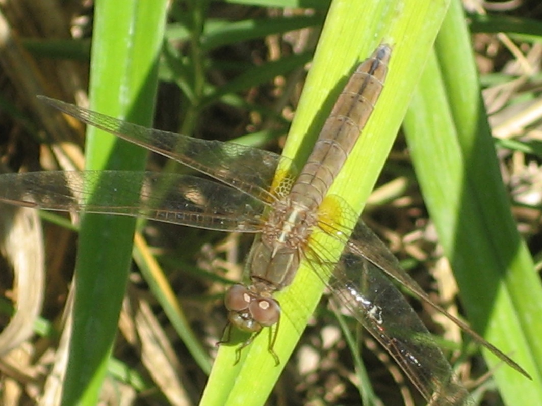 Crocothemis erythraea??