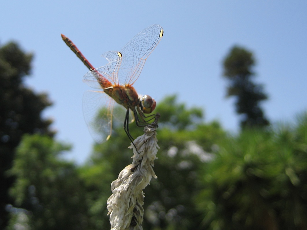 Crocothemis erythraea??