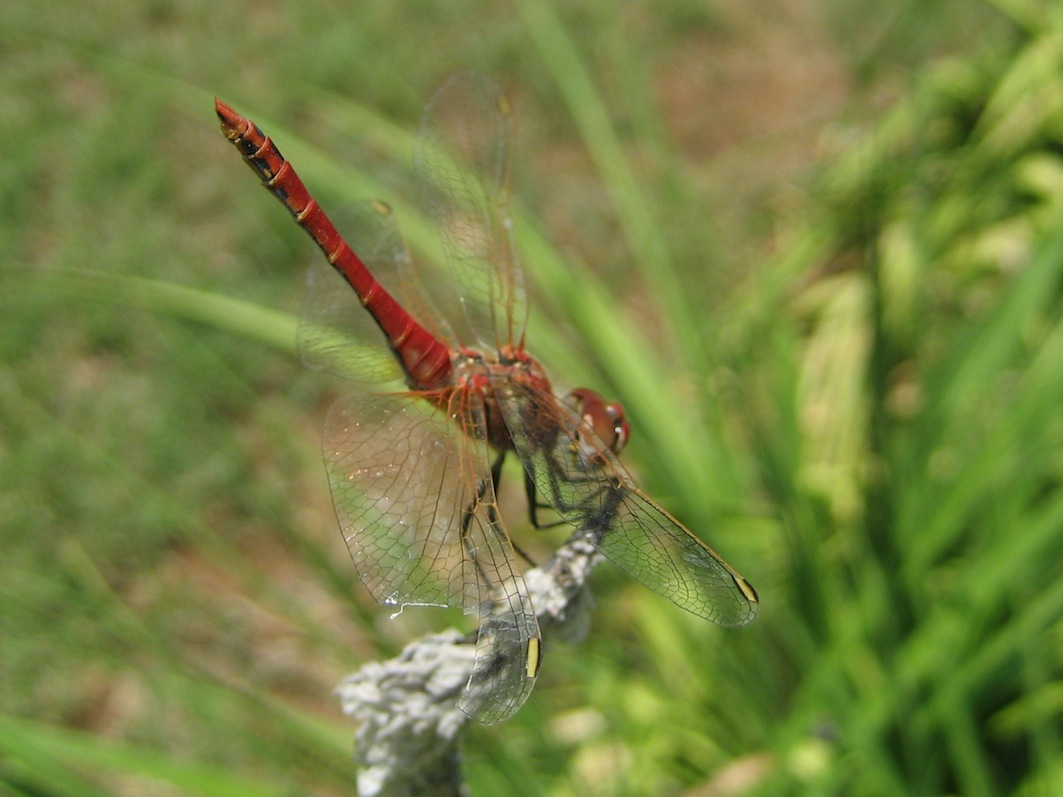 Crocothemis erythraea??