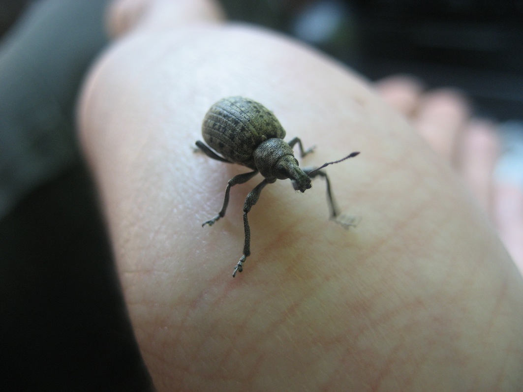 Brachyderes??