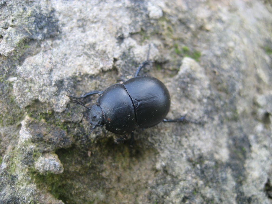 Geotrupes? Jekelius intermedius