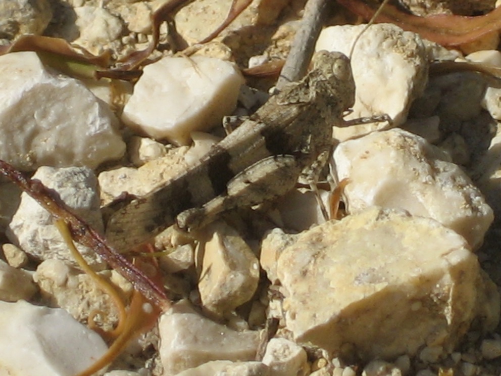Oedipoda?