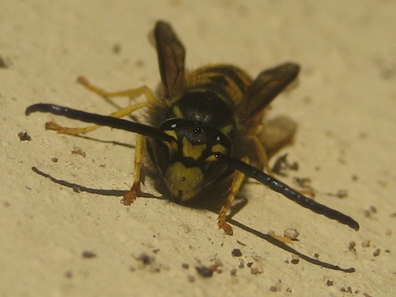 Vespula germanica?