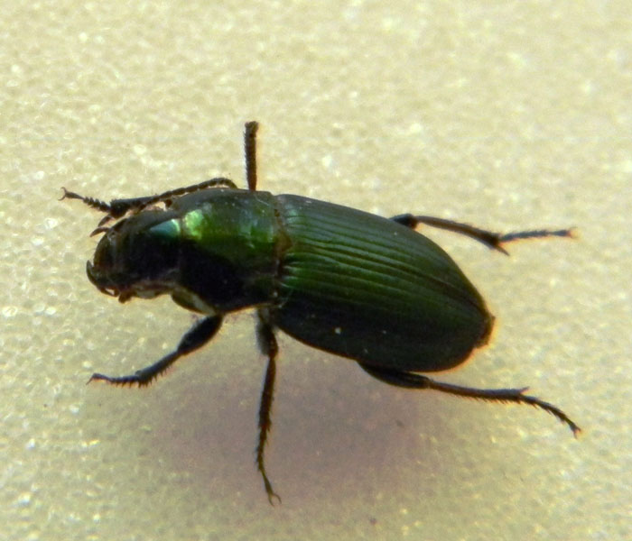 Harpalus distinguendus