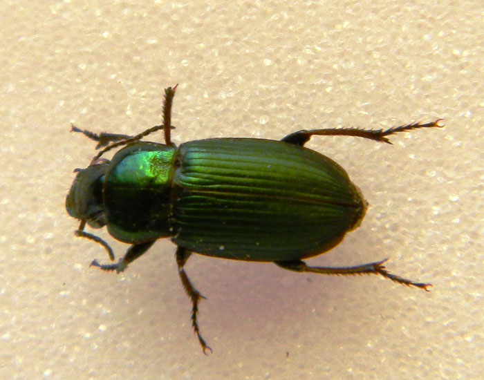 Harpalus distinguendus