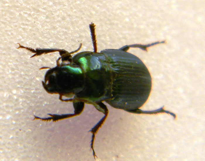 Harpalus distinguendus