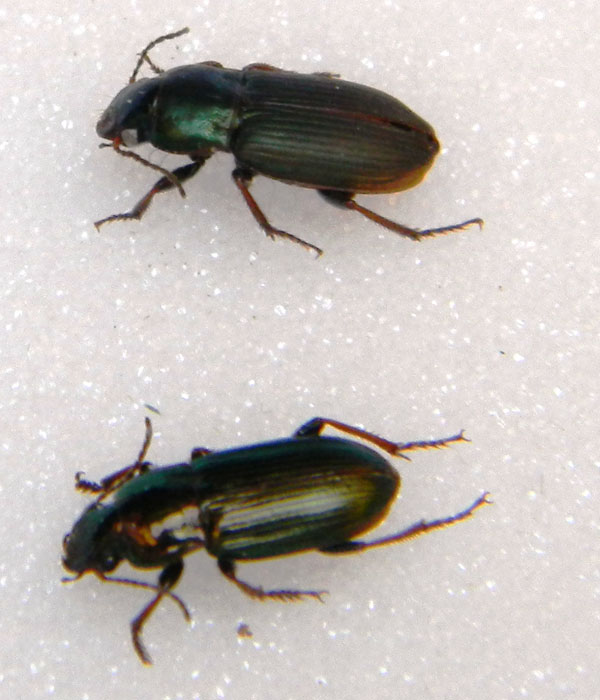 Harpalus distinguendus