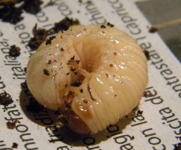 Larva di Oryctes nasicornis?