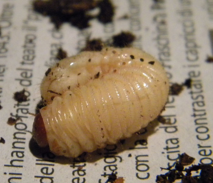 Larva di Oryctes nasicornis?