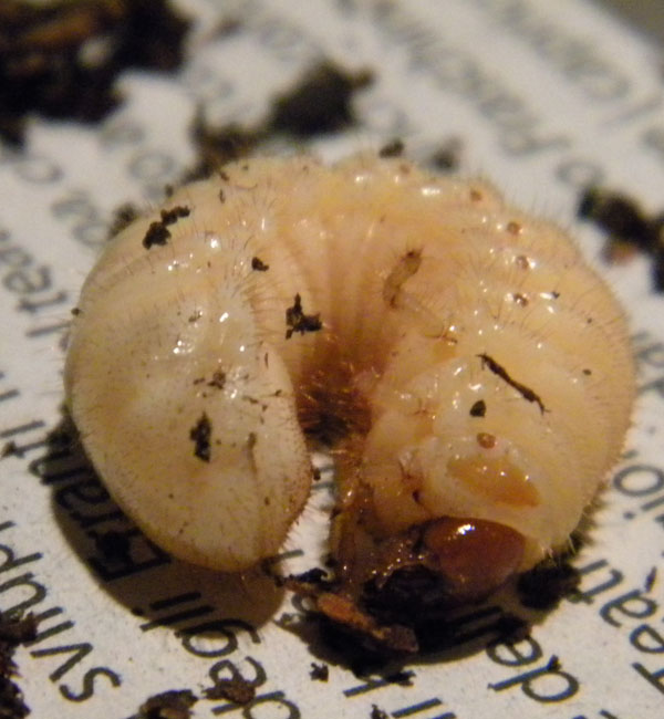 Larva di Oryctes nasicornis?