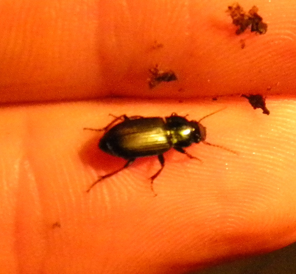 Carabide... probabile Harpalus distinguendus
