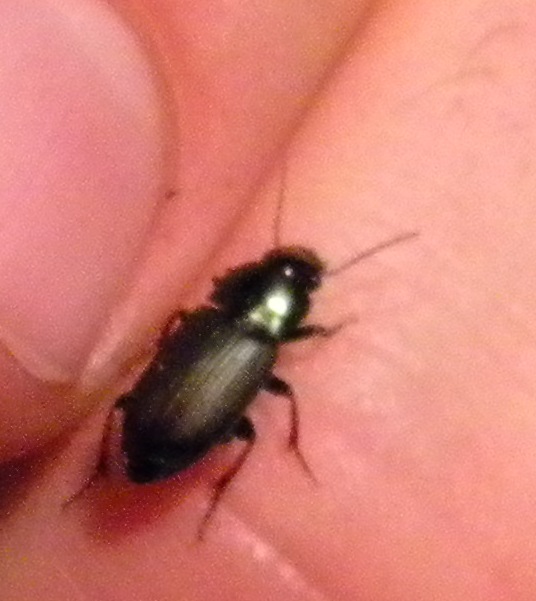Carabide... probabile Harpalus distinguendus