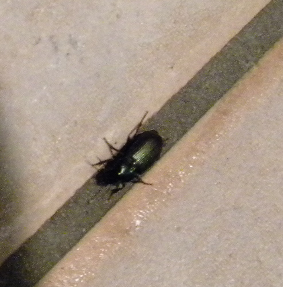 Carabide... probabile Harpalus distinguendus