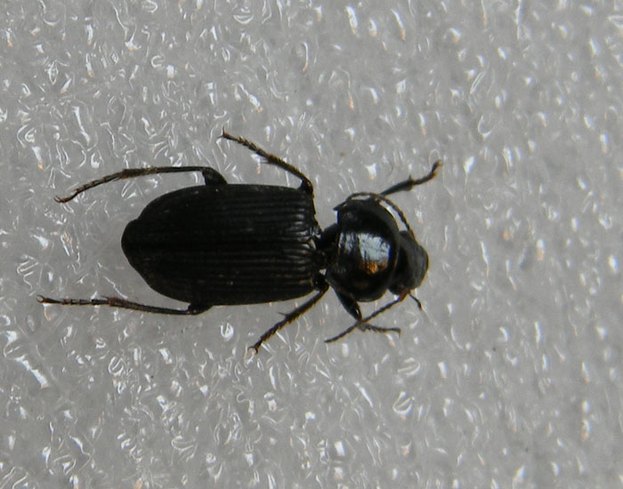 Agonum sp.? no, Anisodactylus binotatus