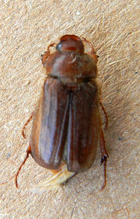 coleottero pizzaiolo (probabile Amphimallon assimile)