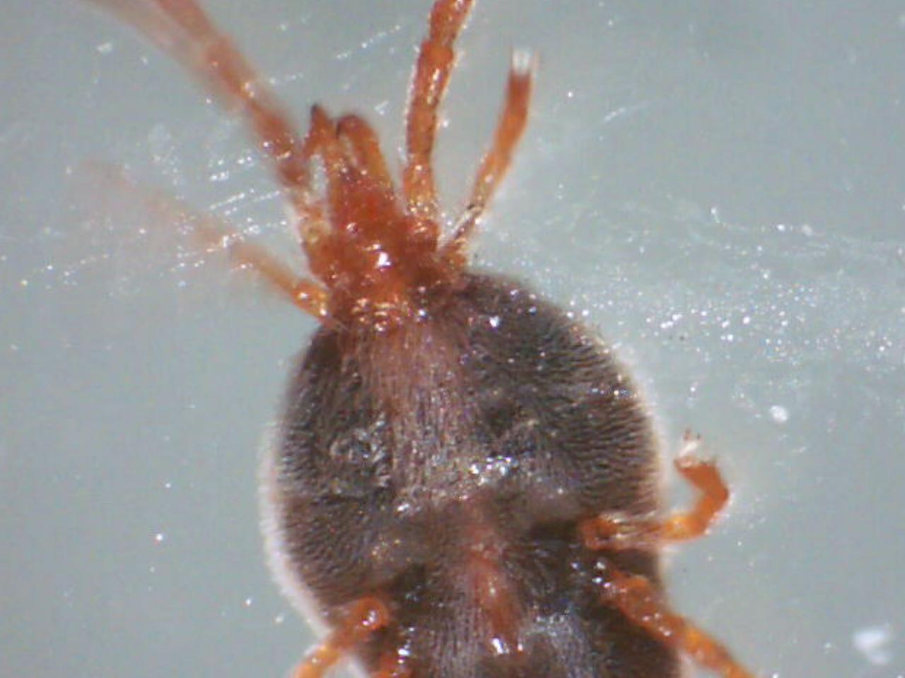 Trombidiidae