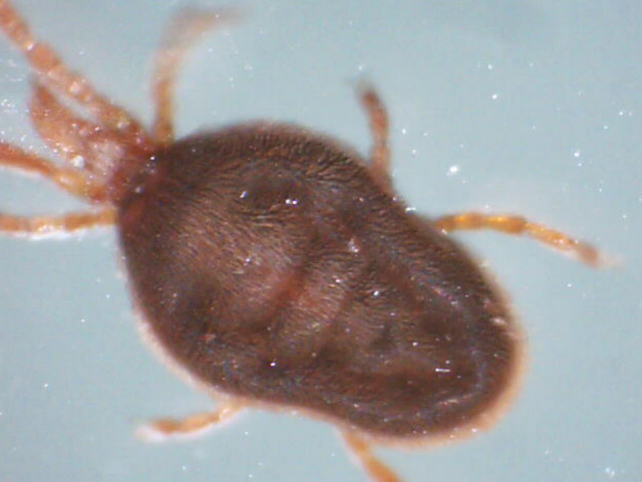 Trombidiidae