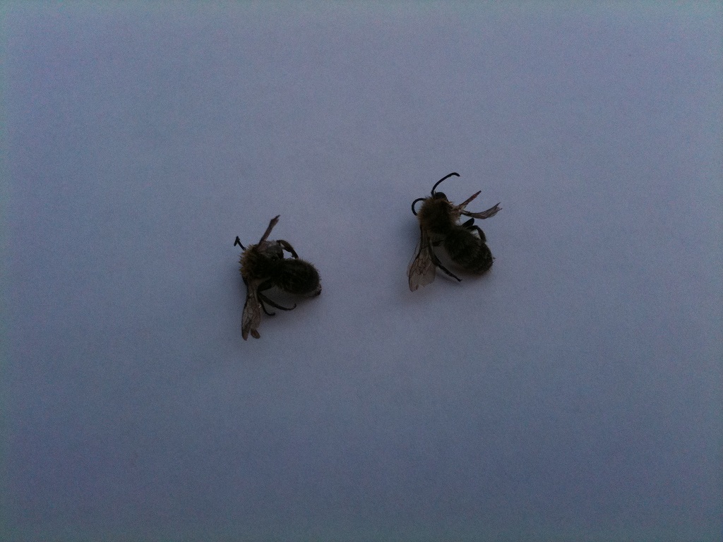 Nidi di Apidae Andreninae in giardino