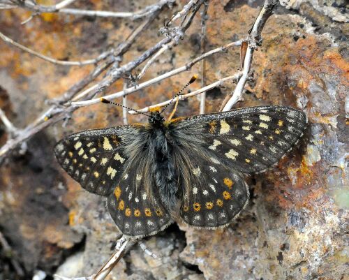 dalla montagna - Euphydryas debilis