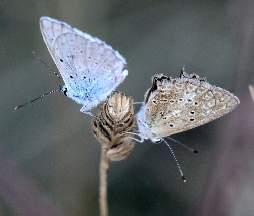 licenidae da id.