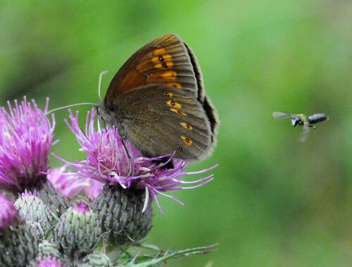 Erebia albergana...controllata a vista