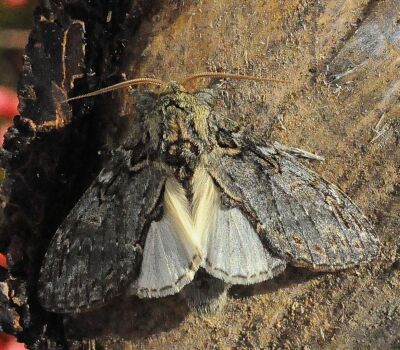 Peridea anceps